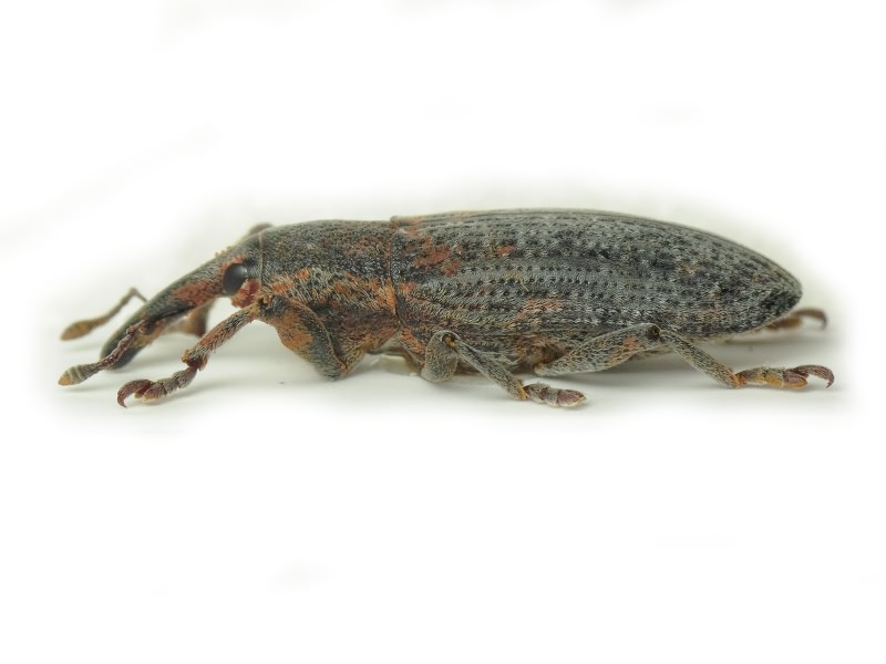 Lixus (Eulixus) punctiventris Boheman, 1835
